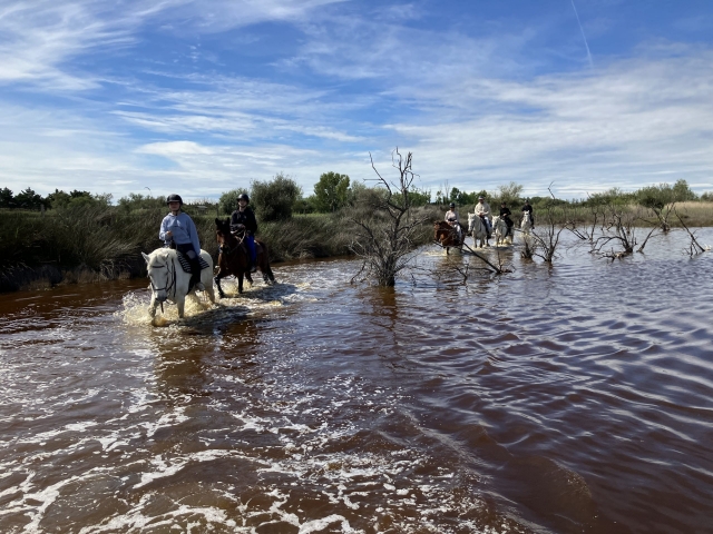 Horseback riding in the Camargue + aperitif - 2h