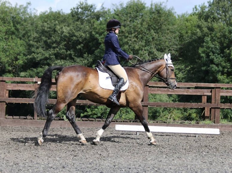 Hall Place Equestrian Centre, prices and bookings 2024