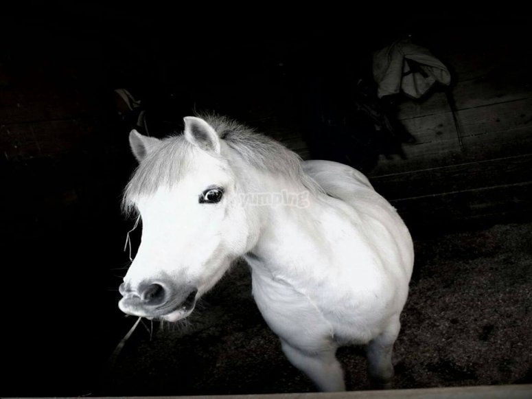 Tiptree Equestrian Centre, prices and bookings 2024