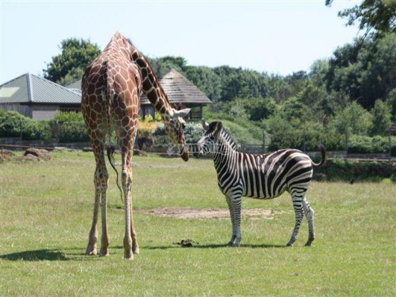 Africa Alive!, prices and bookings 2024