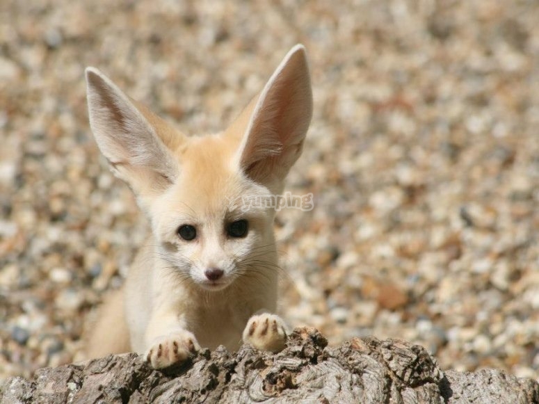 Africa Alive!, prices and bookings 2024