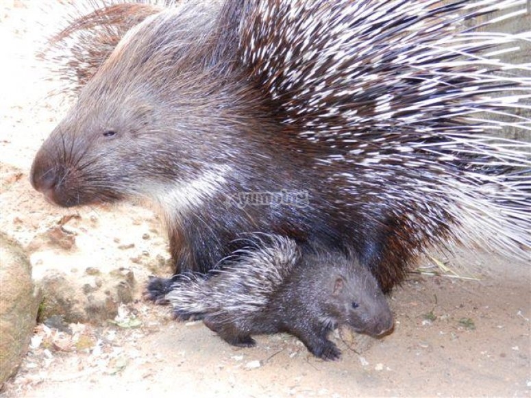 Africa Alive!, prices and bookings 2024