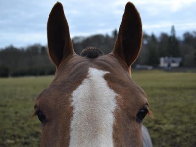 Aberdeen Riding Club