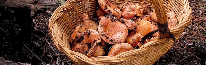 Offers of Mushroom Picking Tarragona