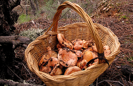 Mushroom Picking