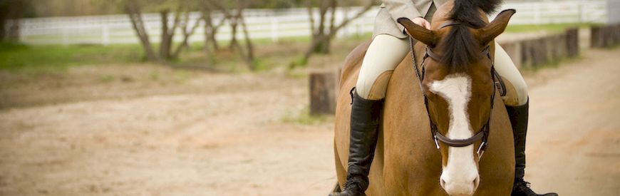 Offers of Horseback Riding Leicestershire