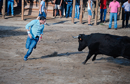 Bull Fighting