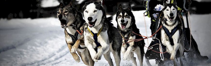 Offers of Dog Sledding Huesca