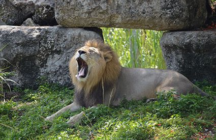 Zoos in United Kingdom