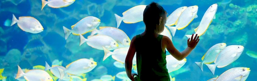 Offers of Aquariums Mallorca