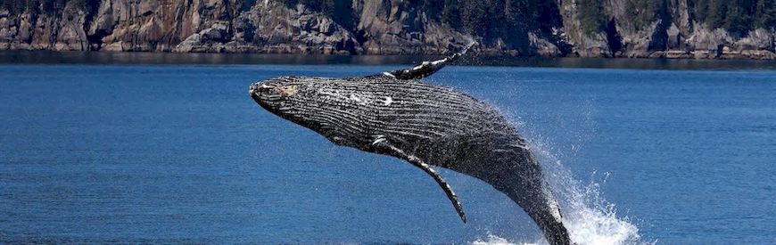 Offers of Whale Watching Gran Canaria