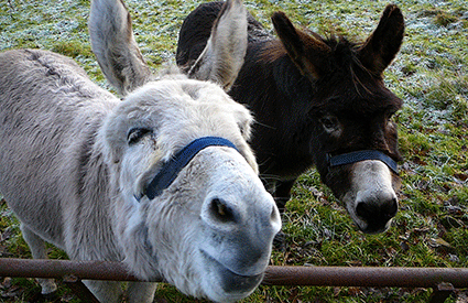 Donkey Riding