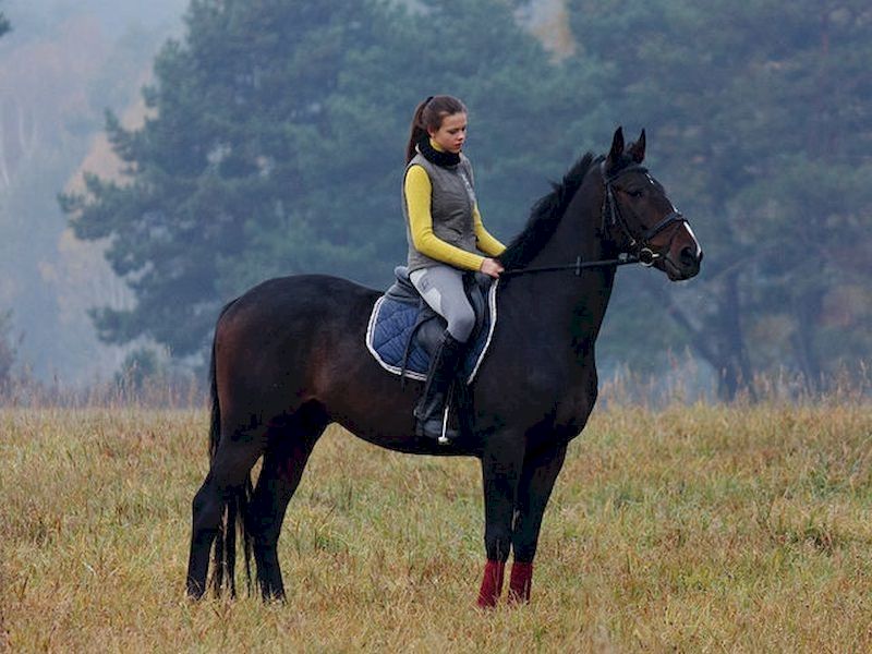 Outdoor or riding arena trainings Outdoor or riding arena trainings